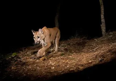A puma walking through the woods at night
